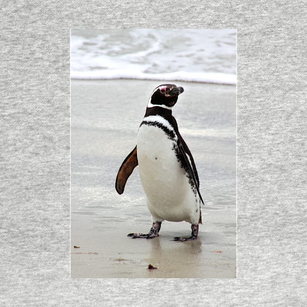 Magellanic Penguin Strolling on the Beach by Carole-Anne